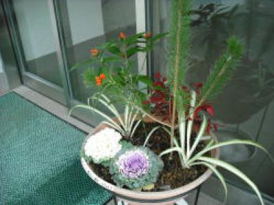 2010年 お正月 植物作業