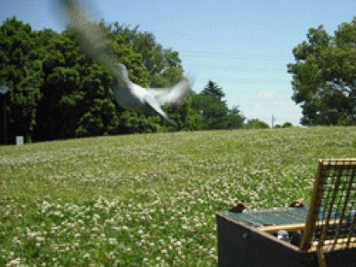 2013年 春の放鳩ピクニック