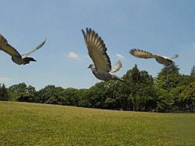 2017年 放鳩ピクニック