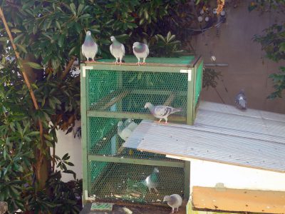 鳩の水浴びをしました！かわいいです！