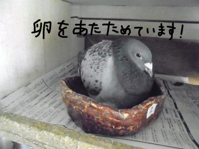 鳩が卵を産みました！