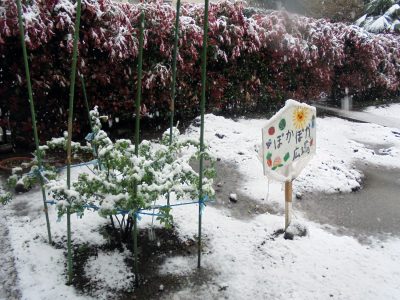 雪が降りました！