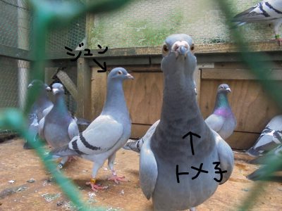 鳩の馴致継続中！