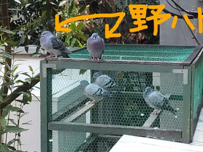 野鳩が2羽、遊びに来ています