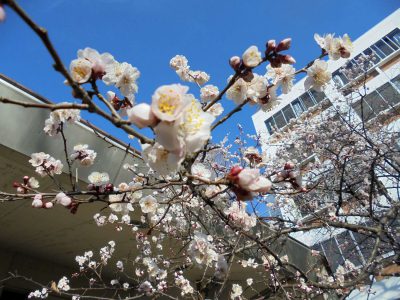 新芽が出てきました！