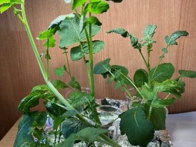 水耕栽培 実験記録
