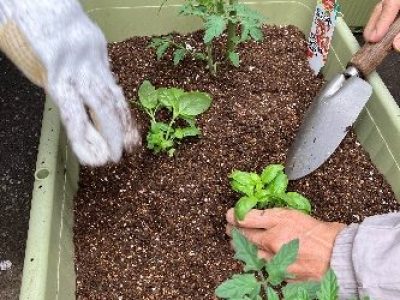 コンパニオンプランツ