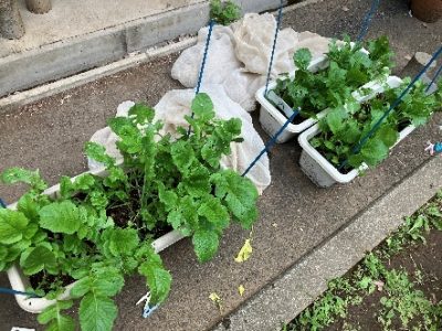 庭の植物対策